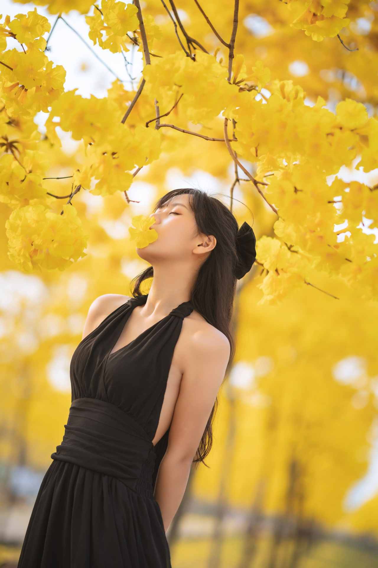 萌芽儿o0秋有银杏 春有黄风铃